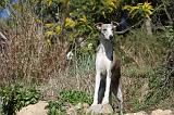WHIPPET 115